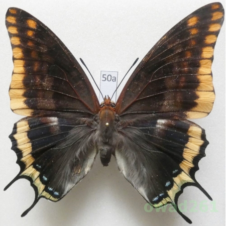 Charaxes jasius (Linnaeus, 1767) female Croatia 77mm50a